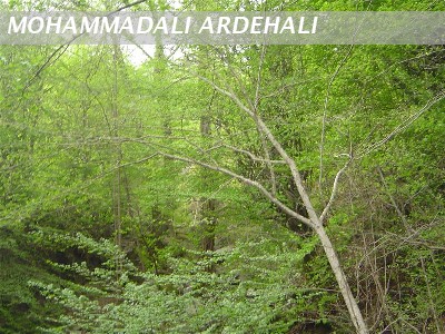 ARDEHALI(ART)