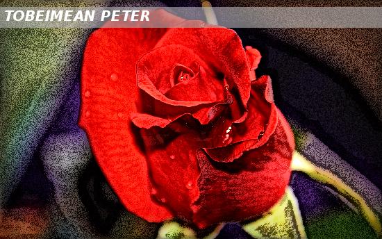 Rose